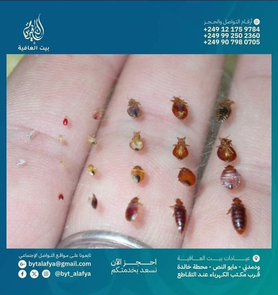 🛏️🐜 هل تعانون من مشكلة حشرات الفراش؟